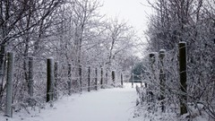Nature Trees snow winter fences paths walk forests snow 