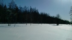 Nature Trees snow winter forests
