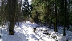 Nature Trees snow winter forests
