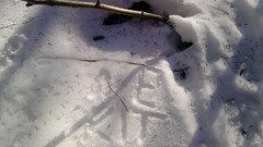 Nature Trees snow winter forests