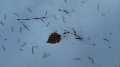 Nature Trees snow winter forests