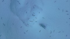 Nature Trees snow winter forests