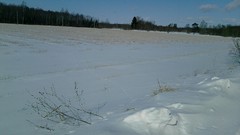 Nature Trees snow winter forests