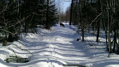 Nature Trees snow winter forests