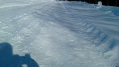 Nature Trees snow winter forests
