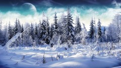 Nature Trees snow winter forests