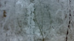 Nature Trees snow winter forests