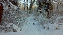 Nature Trees snow winter forests