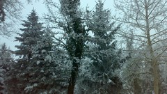 Nature Trees snow winter forests