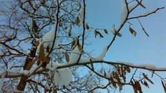 Nature Trees snow winter forests