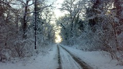 Nature Trees snow winter forests