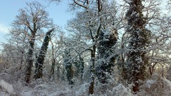 Nature Trees snow winter forests