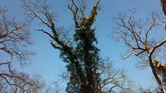Nature Trees snow winter forests