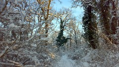 Nature Trees snow winter forests