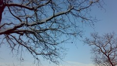 Nature Trees snow winter forests