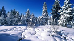 Nature Trees snow winter forests