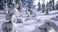Nature Trees snow winter forests snow landscapes