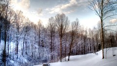 Nature Trees snow winter forests snow landscapes