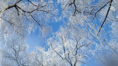 Nature Trees snow winter frost