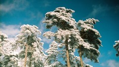 Nature Trees snow winter frost Wood forests blue skies