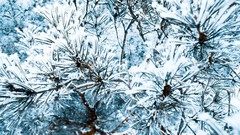 Nature Trees snow winter Frozen