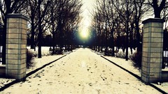 Nature Trees snow winter heaven Parks