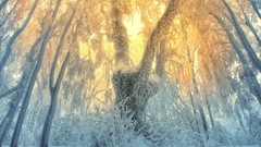 Nature Trees snow winter ice