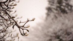 Nature Trees snow winter Japan