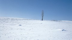 Nature Trees snow winter land skyscapes