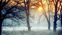 Nature Trees snow winter mist fields sunlight