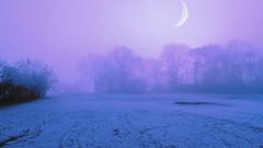 Nature Trees snow winter moon