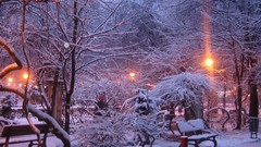 Nature Trees snow winter night cold ice purple lights bench 