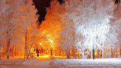 Nature Trees snow winter night lights