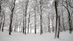 Nature Trees snow winter photograph