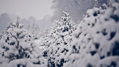 Nature Trees snow winter pine trees