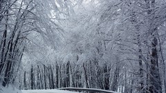 Nature Trees snow winter roads