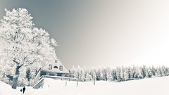 Nature Trees snow winter roads houses