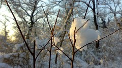 Nature Trees snow winter sun branches white forests