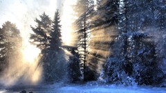 Nature Trees snow winter water sun cold