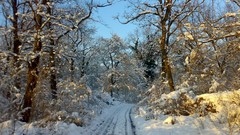 Nature Trees snow winter white forests