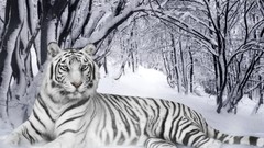 Nature Trees snow winter white tiger Tigers forests