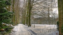 Nature Trees snow Wood paths