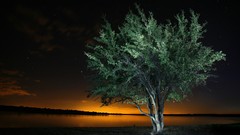 Nature Trees South Africa national geographic