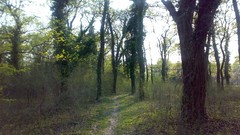 Nature Trees spring forests