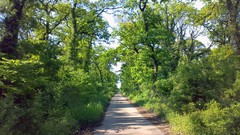 Nature Trees spring roads rings forests