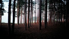 Nature Trees spruce forests