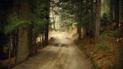 Nature Trees spruce roads paths forests pine trees