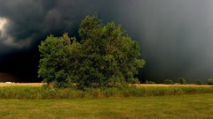 Nature Trees storm