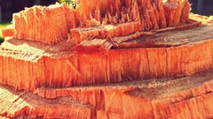 Nature Trees summer foliage spring Wood architecture