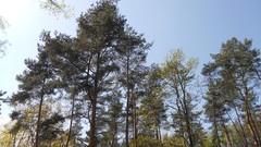 Nature Trees summer forests skyscapes